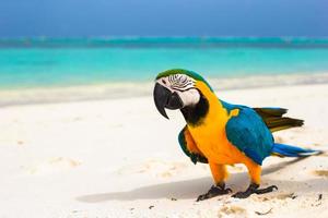 bonito papagaio colorido brilhante na areia branca nas maldivas foto