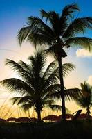 belo pôr do sol sobre a praia do mar com silhueta de palmeira foto