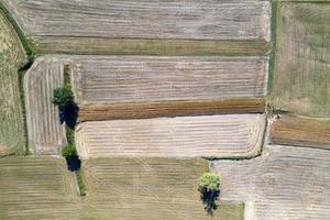 panorama de drone aéreo de campos cultivados de trigo maduro foto