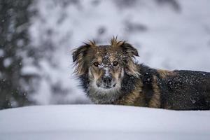 retrato de cachorro no fundo da neve foto