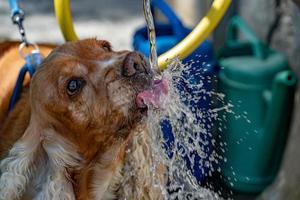 cachorro com sede cocker spaniel bebendo foto