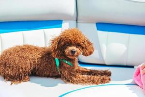 retrato de um cachorrinho poodle toy em um barco à vela foto