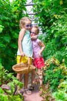 meninas bonitas coletam pepinos de colheita na estufa foto