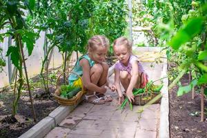 meninas bonitas coletam pepinos de colheita na estufa foto