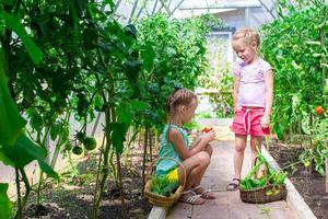 meninas bonitas coletam pepinos de colheita na estufa foto