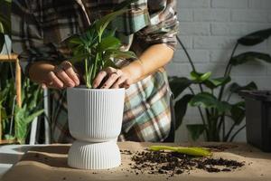 replantando uma cauda de dragão filodendro de planta doméstica em um novo pote no interior da casa. cuidando de um vaso de plantas, close-up de mãos foto