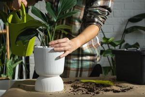 replantando uma cauda de dragão filodendro de planta doméstica em um novo pote no interior da casa. cuidando de um vaso de plantas, close-up de mãos foto