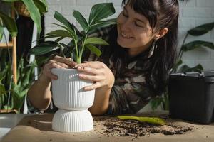 replantando uma cauda de dragão filodendro de planta doméstica em um novo pote no interior da casa. cuidando de um vaso de plantas, close-up de mãos foto