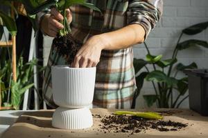 replantando uma cauda de dragão filodendro de planta doméstica em um novo pote no interior da casa. cuidando de um vaso de plantas, close-up de mãos foto