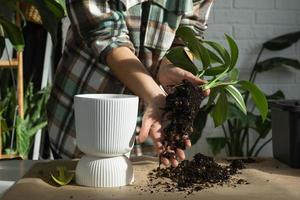 replantando uma cauda de dragão filodendro de planta doméstica em um novo pote no interior da casa. cuidando de um vaso de plantas, close-up de mãos foto