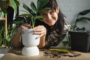 replantando uma cauda de dragão filodendro de planta doméstica em um novo pote no interior da casa. cuidando de um vaso de plantas, close-up de mãos foto