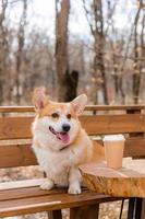 cachorro corgi fofo em uma caminhada no outono em uma cafeteria na varanda bebendo café. café amigável para cães. foto de alta qualidade