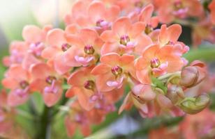 flor de orquídea rhynchostylis gigantea foto