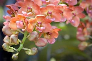 flor de orquídea rhynchostylis gigantea foto