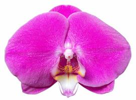 flor de orquídea phalaenopsis roxa isolada em branco com traçado de recorte foto