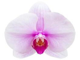 flor de orquídea phalaenopsis roxa isolada em branco com traçado de recorte foto