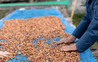 os agricultores separam os grãos de café podres e frescos antes da secagem. processo tradicional de preparo do café. a produção de café, secagem natural ao sol do processo de mel foto