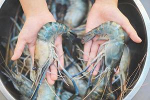 camarões crus à mão criança lavando camarão na tigela, camarões frescos para cozinhar frutos do mar na cozinha ou comprar camarões na loja no mercado de frutos do mar foto