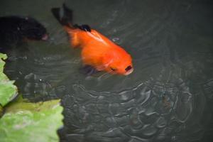 lindos peixes dourados na lagoa - peixes laranja nadando e esperando alimentar comida na superfície da água foto