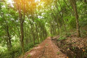 estrada nas plantações de borracha com a agricultura de seringueira na ásia para a árvore de látex natural no jardim da tailândia - estrada rural foto