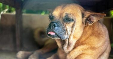 um velho cachorro marrom deitado sob uma cadeira de madeira mostra sua língua fofa. foto