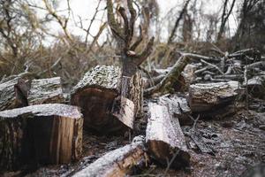 muitos cortam árvores na floresta para lenha foto