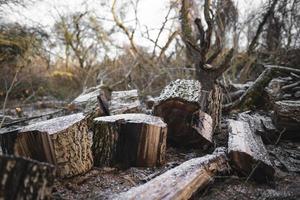 muitos cortam árvores na floresta para lenha foto