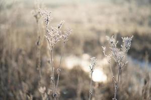 plantas cobertas de geada em uma manhã gelada de inverno foto