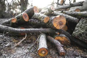 muitos cortam árvores na floresta para lenha foto