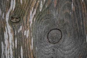 close-up de textura de madeira com fibras naturais, material de placa para construção foto