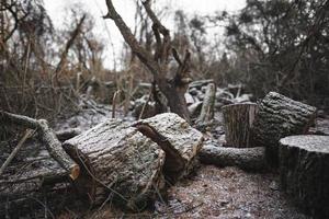 muitos cortam árvores na floresta para lenha foto