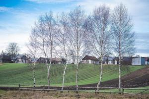 belas bétulas crescem seguidas contra o fundo de campos semeados e casas no campo foto