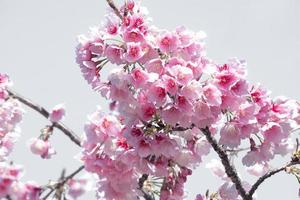 cor pastel suave, linda flor de cerejeira sakura florescendo com desbotamento em flor de sakura rosa pastel, plena floração na primavera no japão foto