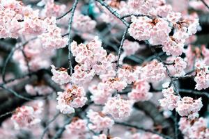 foco seletivo, flores de cerejeira sakura florescendo em um dia de primavera no japão foto