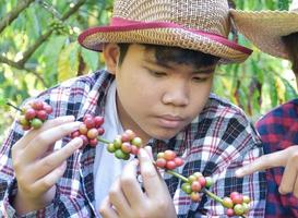 retrato jovens cafeicultores asiáticos seguram um monte de cerejas de café maduras para estudar e armazenar dados crescentes e colheita em seu próprio jardim de café, foco suave e seletivo nos cafeicultores. foto