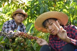 retrato jovens cafeicultores asiáticos seguram um monte de cerejas de café maduras para estudar e armazenar dados crescentes e colheita em seu próprio jardim de café, foco suave e seletivo nos cafeicultores. foto