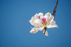 linda flor branca este nome bauhinia variegata foto