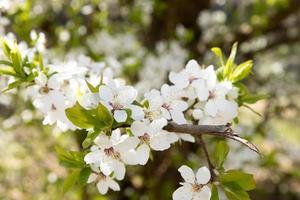 primavera florescer flores brancas. galhos de flor de cerejeira foto