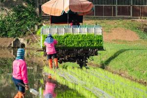 agricultor asiático local profissional e máquina de veículo agrícola transplantam mudas de arroz em um arrozal no dia do céu aberto. foto