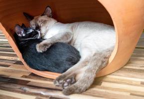 gato mãe branca dormindo abraçando um gatinho preto