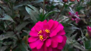 flor de zinnia elegans comum ou flor vermelha, branca e rosa colorida no jardim. foto