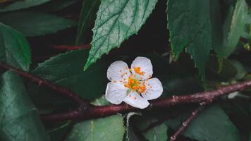 linda flor branca da árvore kersen ou flor muntingia calabura. foto