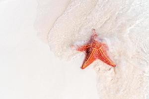 areia branca tropical com estrela do mar vermelha em águas claras foto