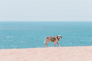 lindo cachorro dálmata na praia na europa foto