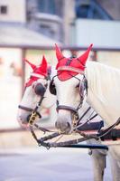 fiaker de treinador de cavalos tradicional em viena áustria foto