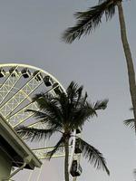 roda gigante no parque no centro de miami ao pôr do sol foto