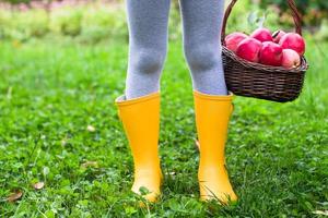 closeup da cesta com maçãs vermelhas e botas de borracha na garotinha foto