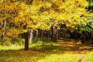 belo parque de outono com folhagem amarela e dourada ao sol