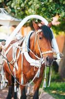 tradicional treinador de cavalos fiaker na europa foto