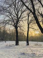pôr do sol de inverno no parque coberto de neve. temporada e conceito de clima frio foto